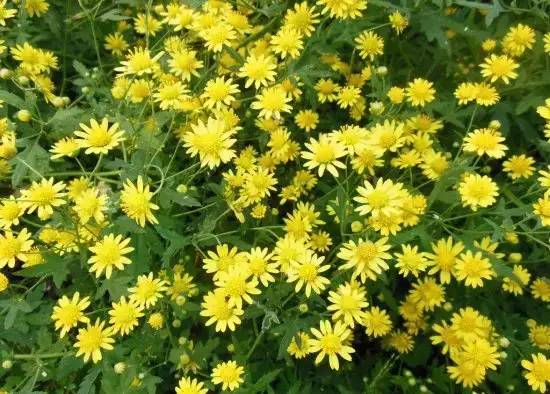 赏花时间表,赏花季节及图片