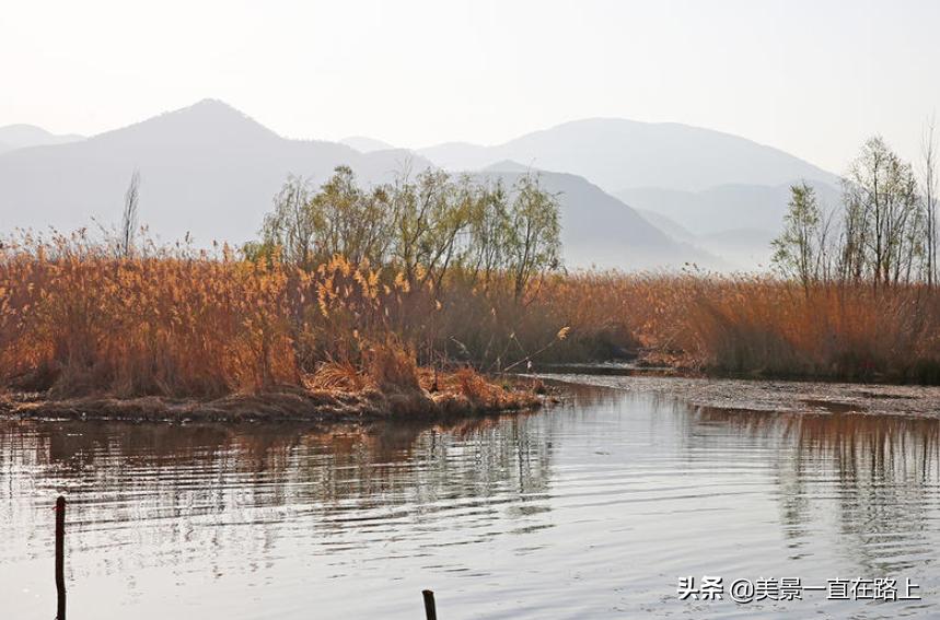 西伯利亚海鸥回到泸沽湖,西伯利亚海鸥泸沽湖