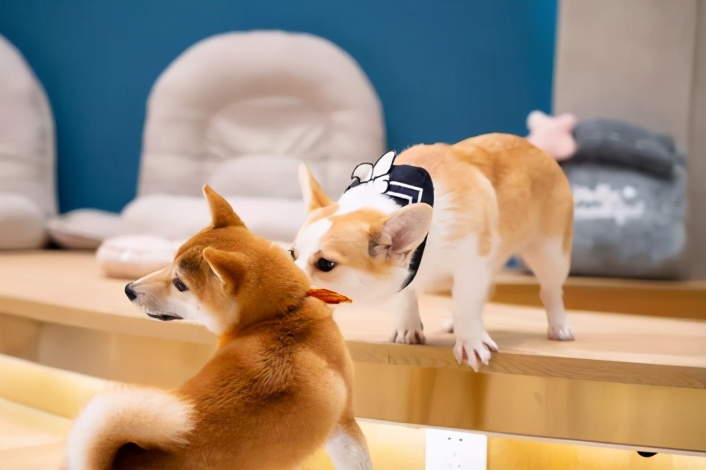 柯基幼犬陌生人一摸就张嘴想咬人,如何改掉柯基张嘴咬人的习惯