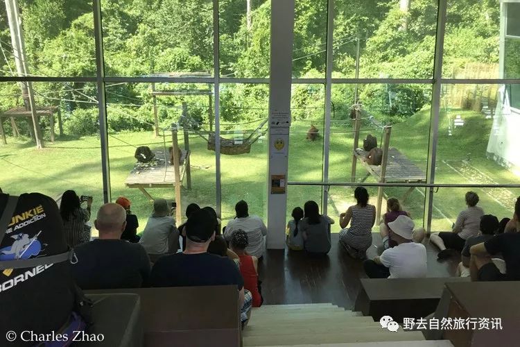 待疫情平息,和孩子一起探索“失落的世界”婆罗洲原始雨林