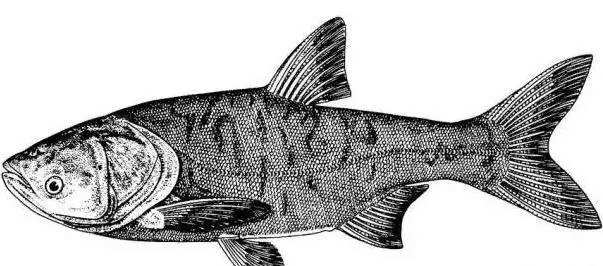 钓鱼知识图文素材,鳙鱼习性及出钓时间