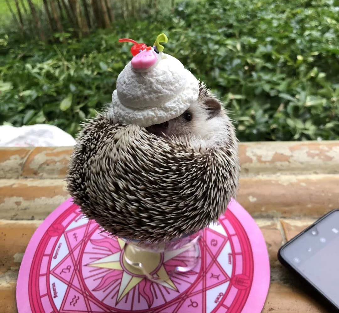 辟谣：非洲迷你刺猬咬人涂刺后就算接纳这个人？小心被白咬