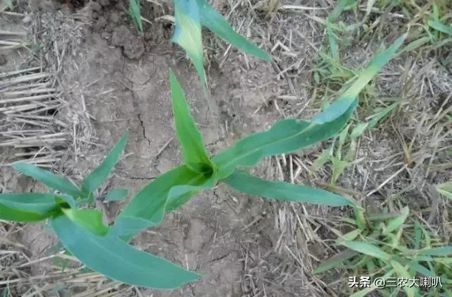 玉米苗后除草剂药害下雨会减轻吗,玉米除草剂对豆角的药害怎么解除
