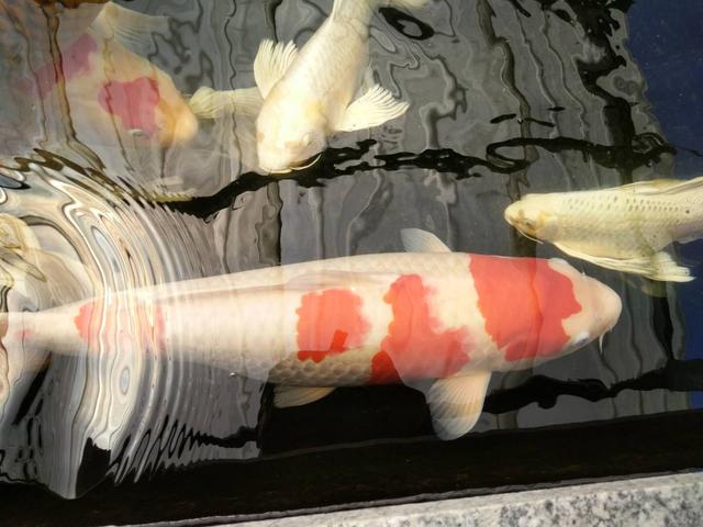 冷水观赏鱼寿命最长的有哪些,寿命最长不吃小鱼的观赏鱼