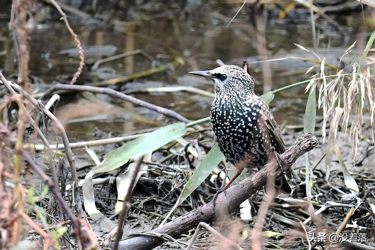「10.13」北京沙河观鸟日记：收获长尾山椒鸟与中华攀雀