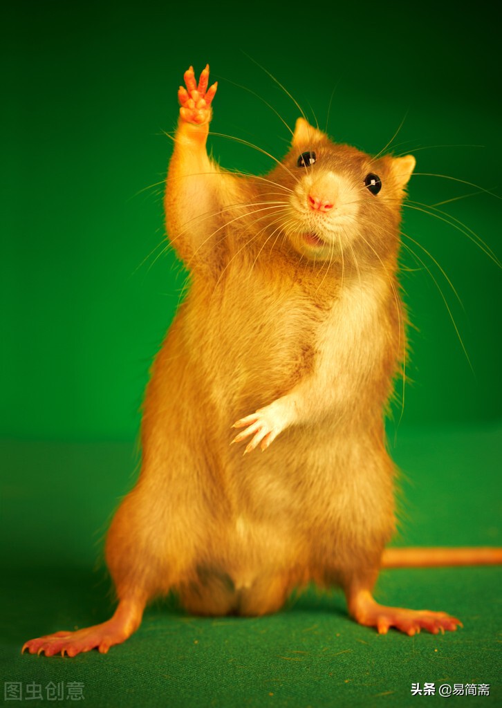 讲给孩子们听的故事童话,讲给小朋友听的故事