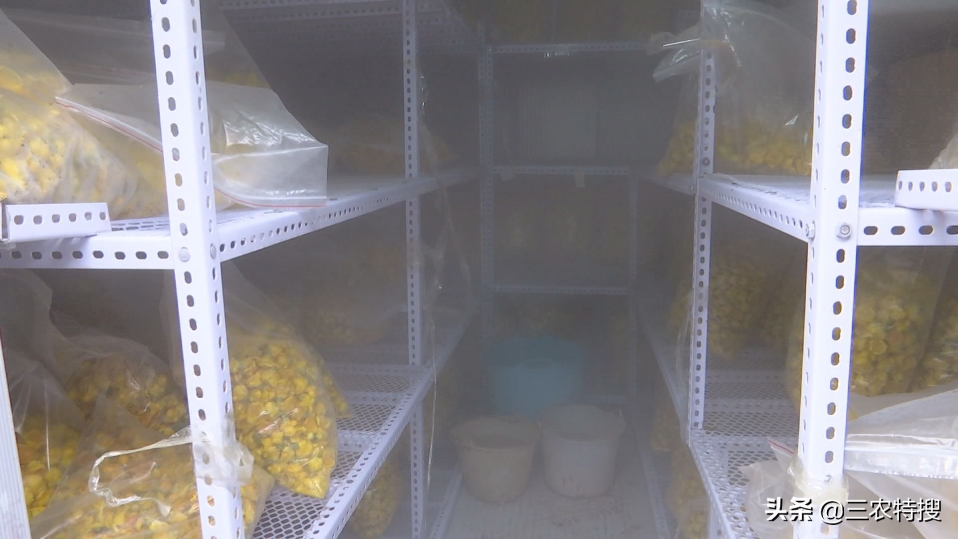 种植金花茶一年赚多少钱,金花茶种植前景与效益