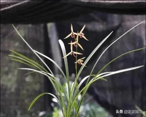 为什么兰花被称为国兰,为什么兰花又叫国兰