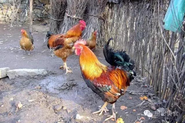 全世界的鸡都在这了，有你认识的吗？