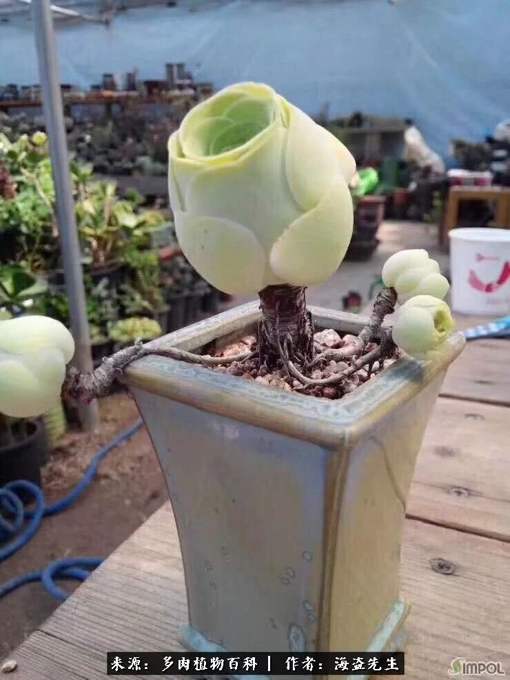 介绍多肉生长特点,多肉植物科普讲解图片视频