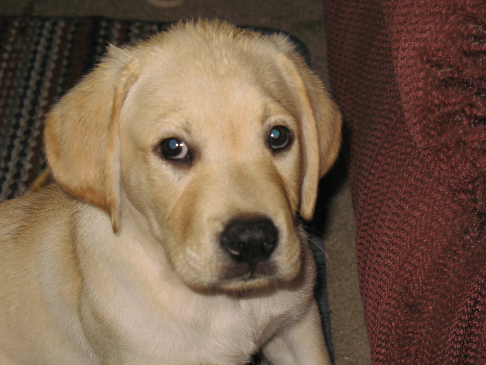 养的拉布拉多感觉特别笨正常吗,超多人养的狗狗不一定适合你