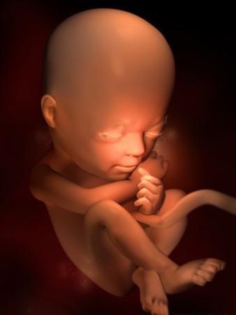 胎儿发育全过程标本,是否能看到胎儿的发育过程