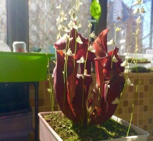 哪些花比较好养又不容易生虫,什么花不爱生虫生病好养