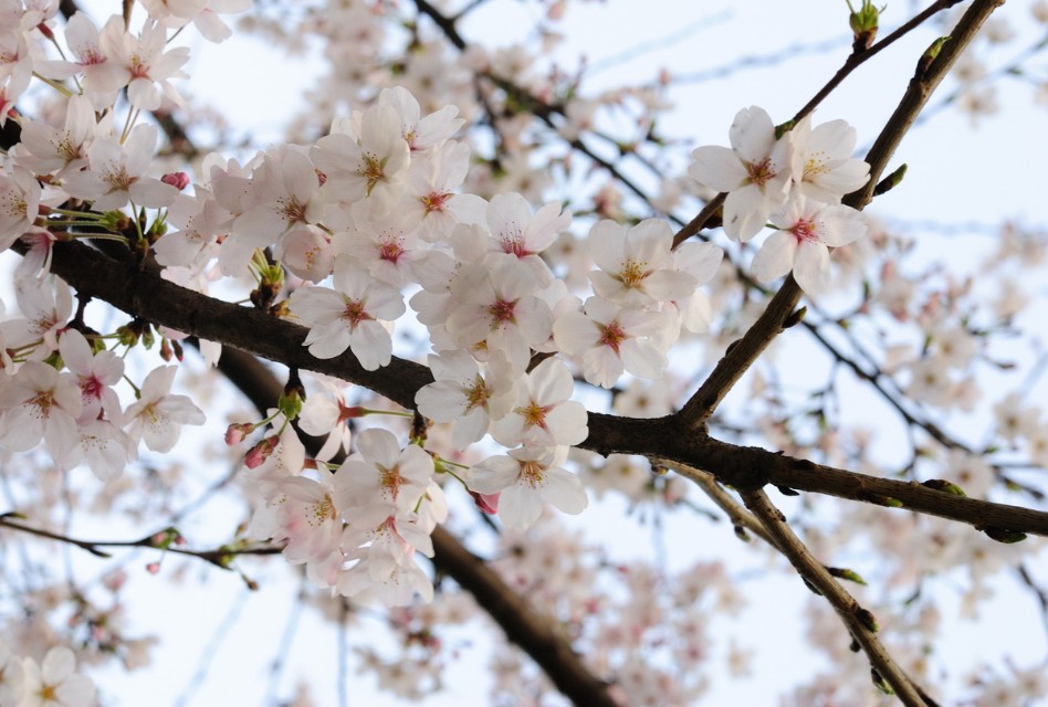 咏花开花落的古诗词,闲听花开花落整首诗