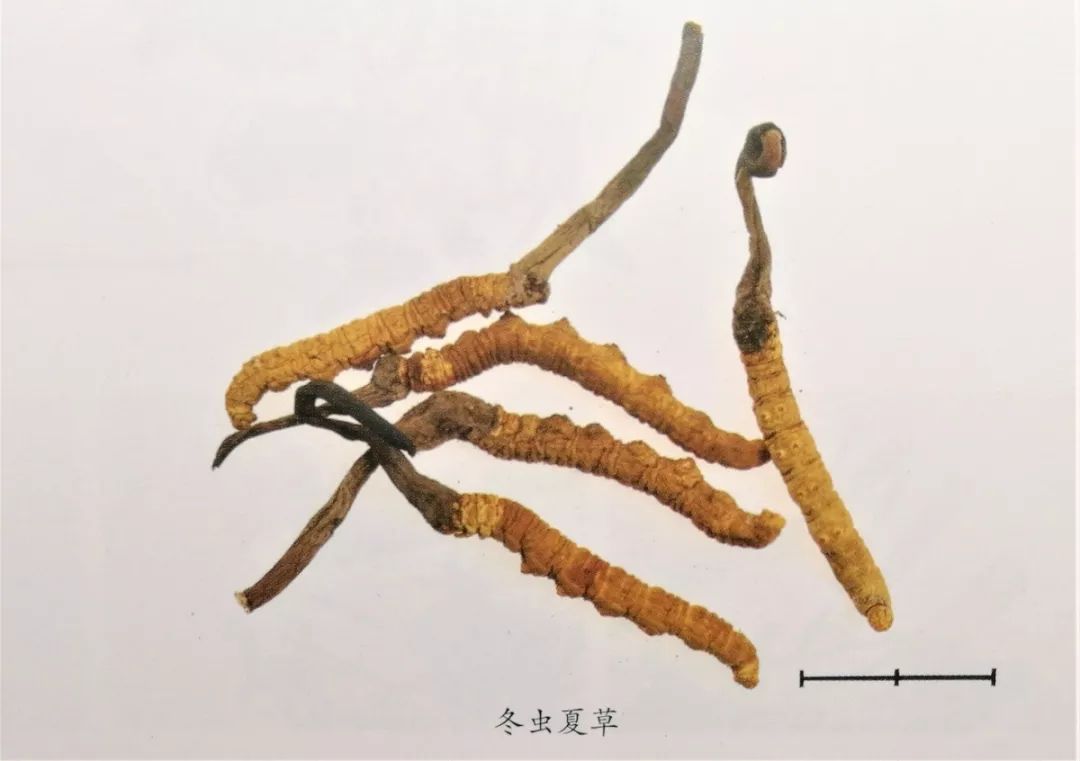 各种真菌抗癌对比,预防肿瘤的十种真菌