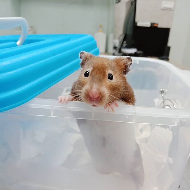 仓鼠颊囊里有食物还需要喂吗,避免仓鼠颊囊长期储蓄食物的方法