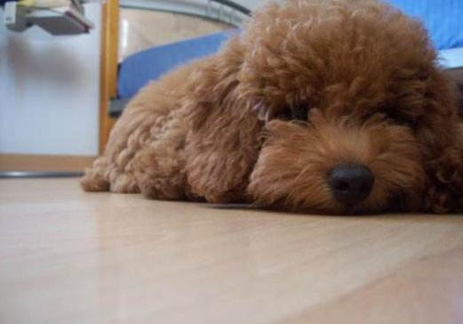 泰迪的5个怪异事,泰迪犬的5个坏习惯