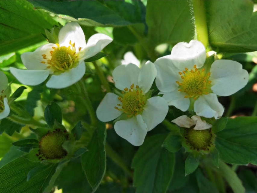 棉隆熏蒸,土壤熏蒸杀菌剂大全