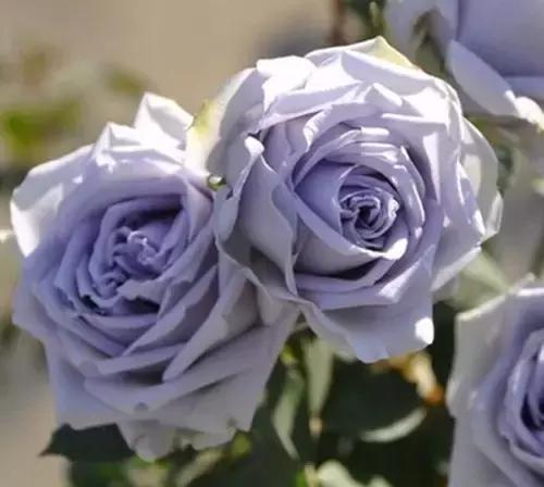 最漂亮10种微型月季,新手必入这8种月季漂亮好养