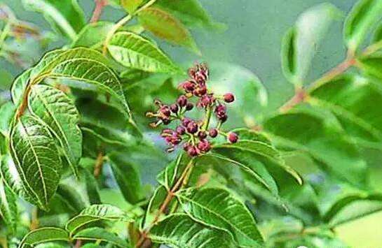 如何让纸张颜色变得有光泽,如何让纸张质量变好