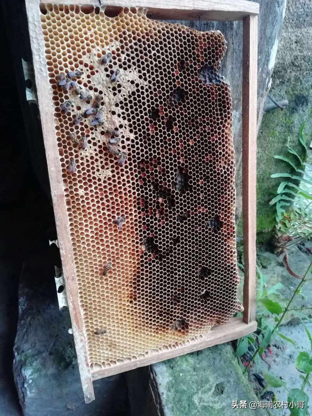 蜜蜂老巢脾怎么处理保存,蜜蜂脾上长了巢虫如何处理