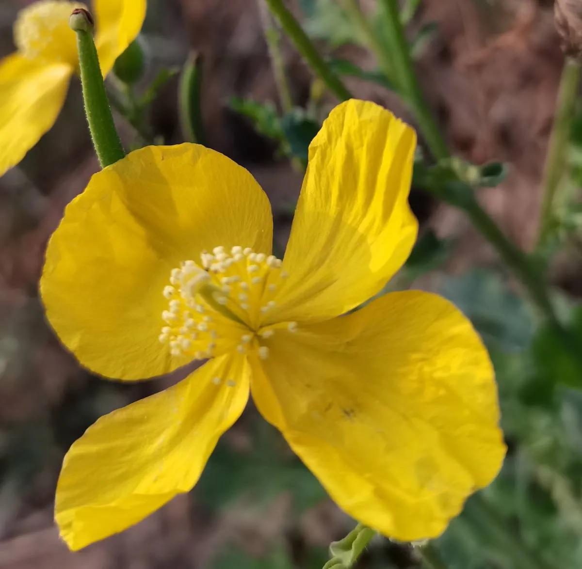 中国诗歌周刊第185期,中国诗歌报