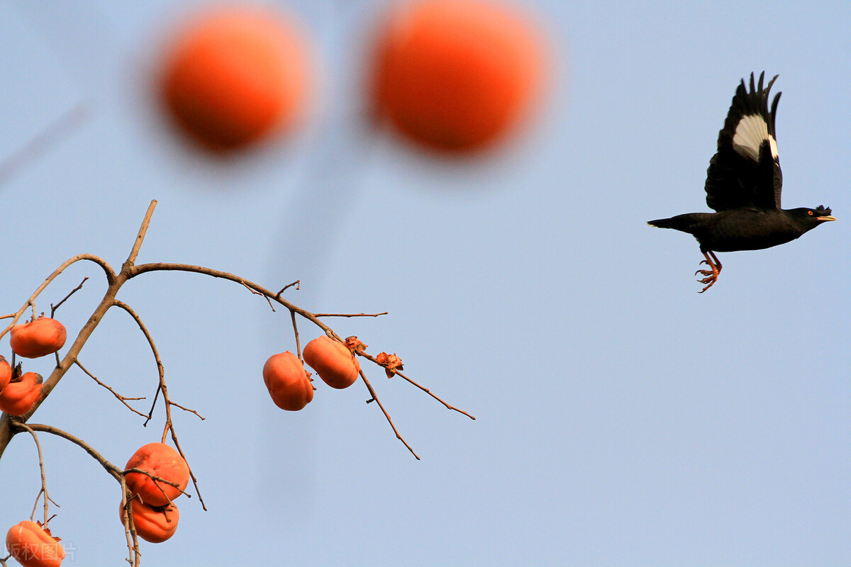 红屁股鸟为什么养着就腿瘸,为什么鸟的腿突然就瘸了