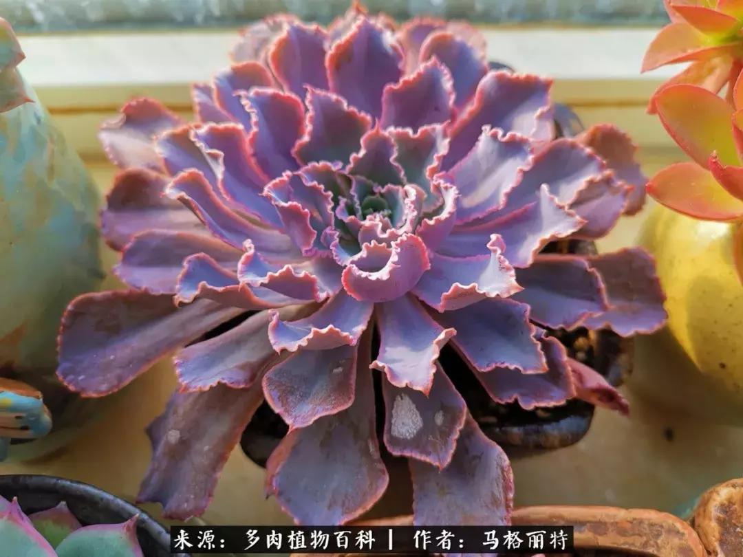 北方阳台多肉怎么过冬,北方阳台多肉