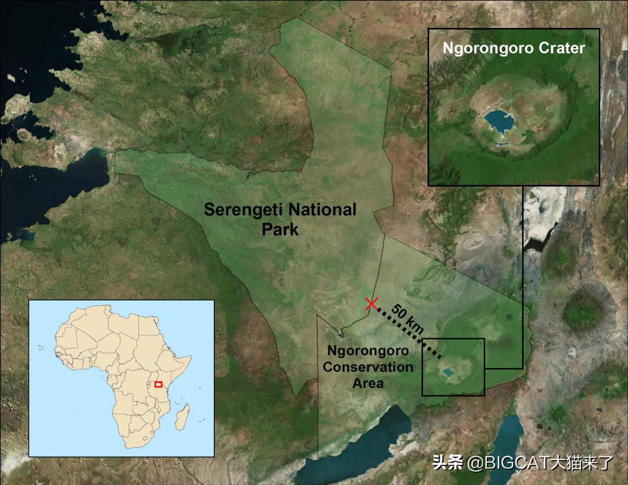 精子异常，雄狮不得不和母亲女儿交配，这个狮群深陷*亲近**繁殖困境