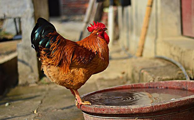 一招教您判断腺肌胃炎,绝对靠谱的腺肌胃炎防控方案