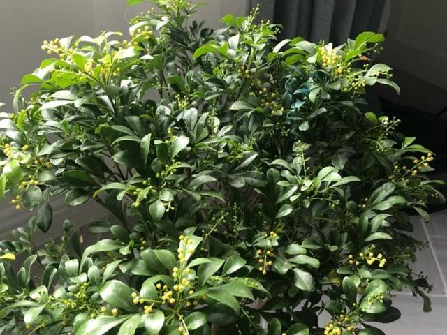 新买米兰花换土怎么处理,怎样给米兰花换盆