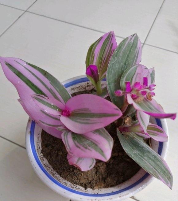 油画吊兰适合在室外养护,油画吊兰养在客厅好吗