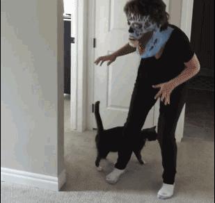 奶牛猫有多滑稽,奶牛猫真的很调皮