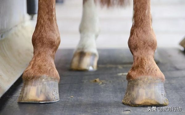 人为什么有5根手指,人类为什么有6根手指