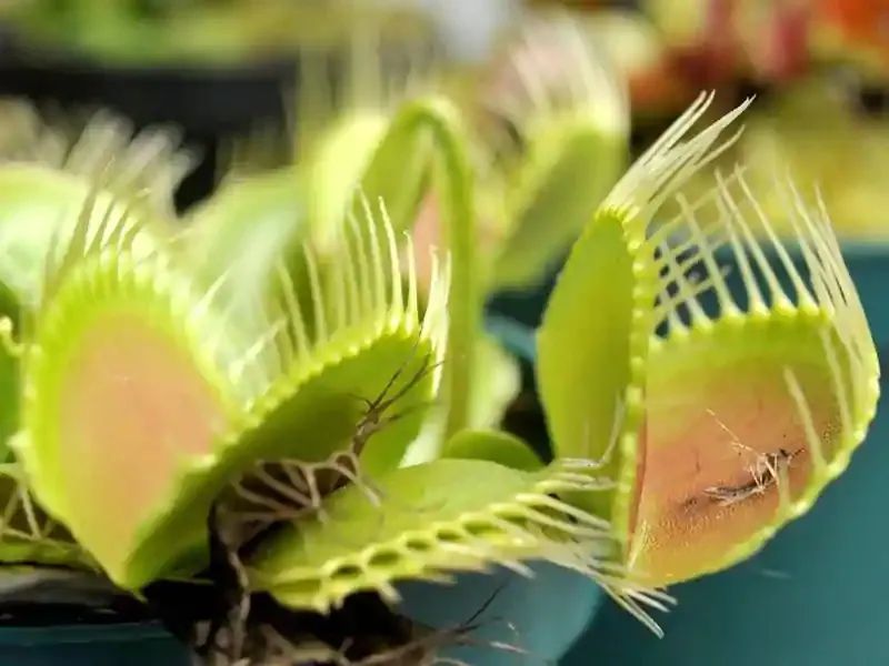 植物防辐射是真的吗,既可吸甲醛也可吸辐射的绿植