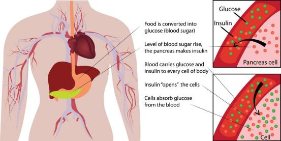 运动补糖,运动训练如何抗疲劳