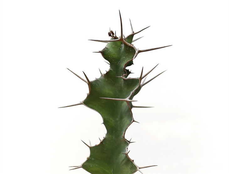 多肉奇趣麒麟好养吗,多肉植物奇葩有趣