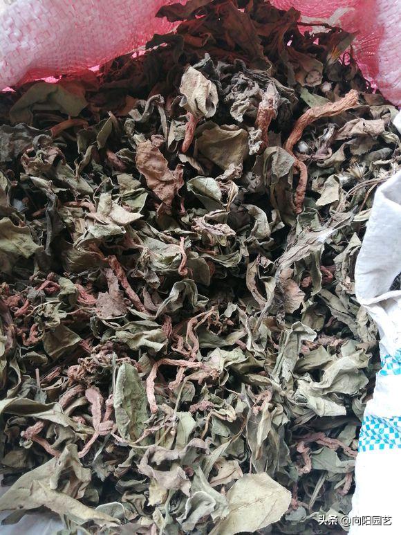 山上采摘的婆婆丁能喝吗,婆婆丁能和苦姑娘一起喝吗