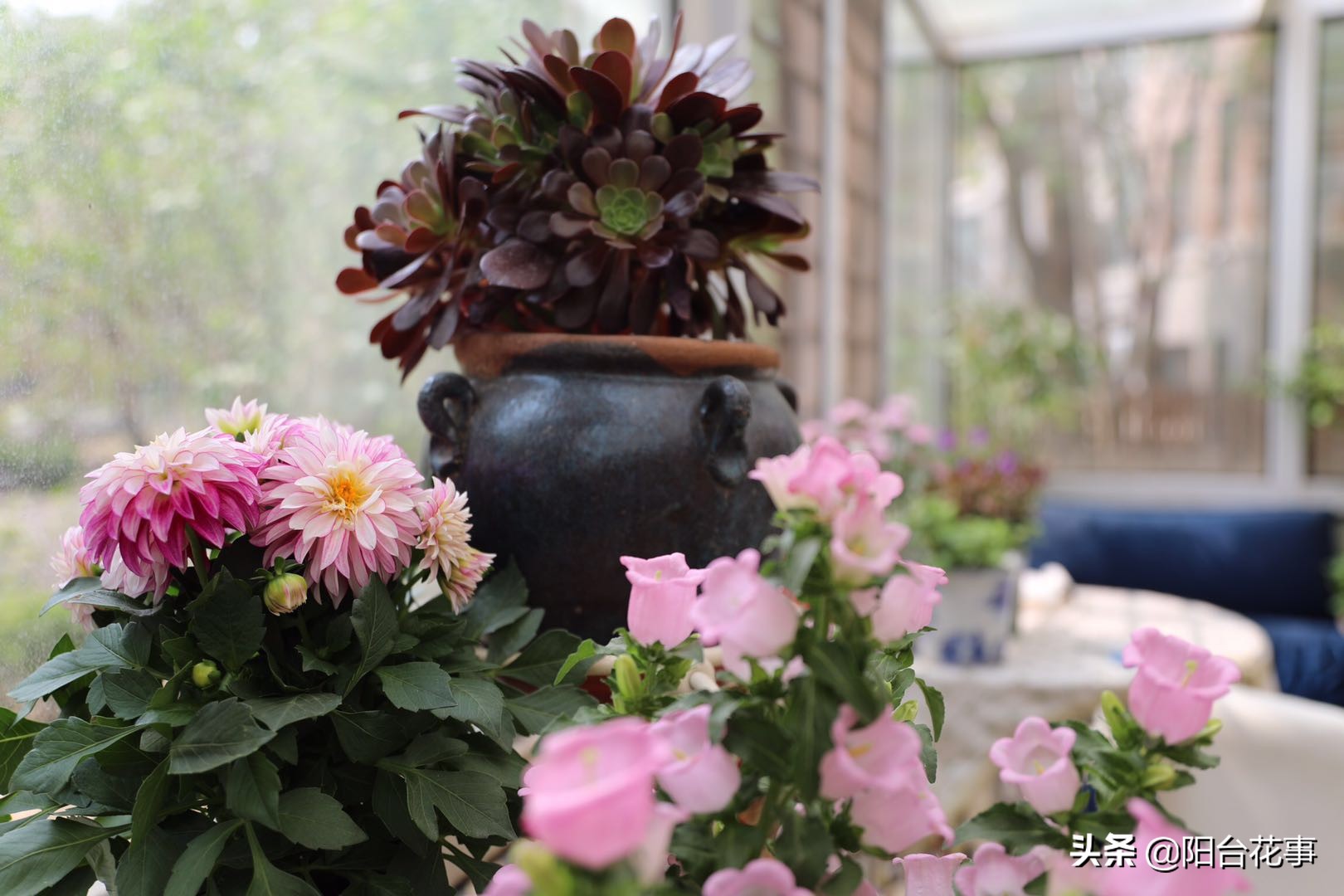 风铃草娇气,风铃草怕冻不怕