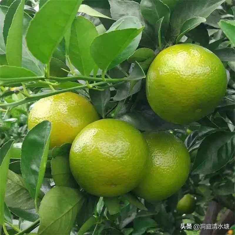 比蜂蜜还甜的柑橘,广西酸酸甜甜好剥皮的柑橘