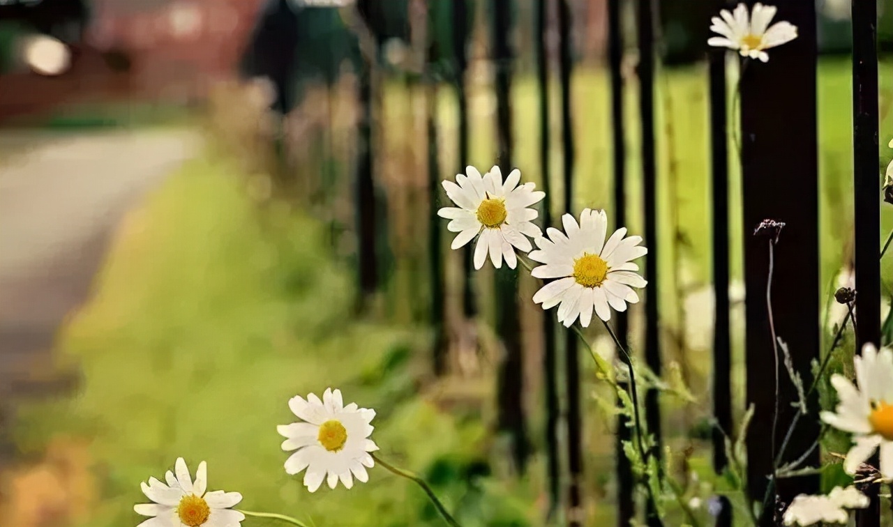 11月21日早安心语正能量句子,2021年早安心语正能量一句话