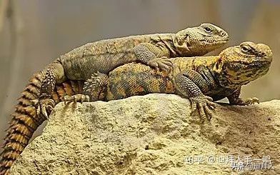 沙特的十大美食,重口不辣的美食