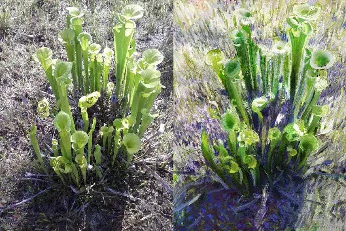 画皮画骨难画魂什么意思,画皮画骨难画心完整版