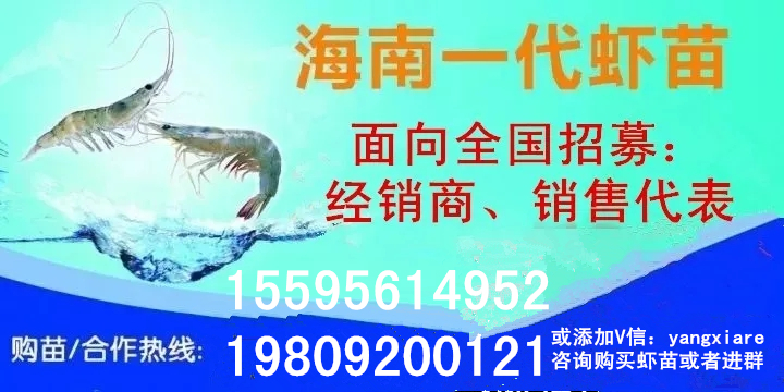 小龙虾弧菌病怎么防治,水产养殖中弧菌怎样治理好