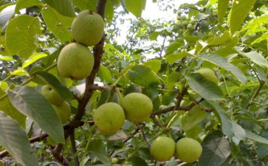 核桃种植“不丰产”也许你忽略了这几个“关键点”