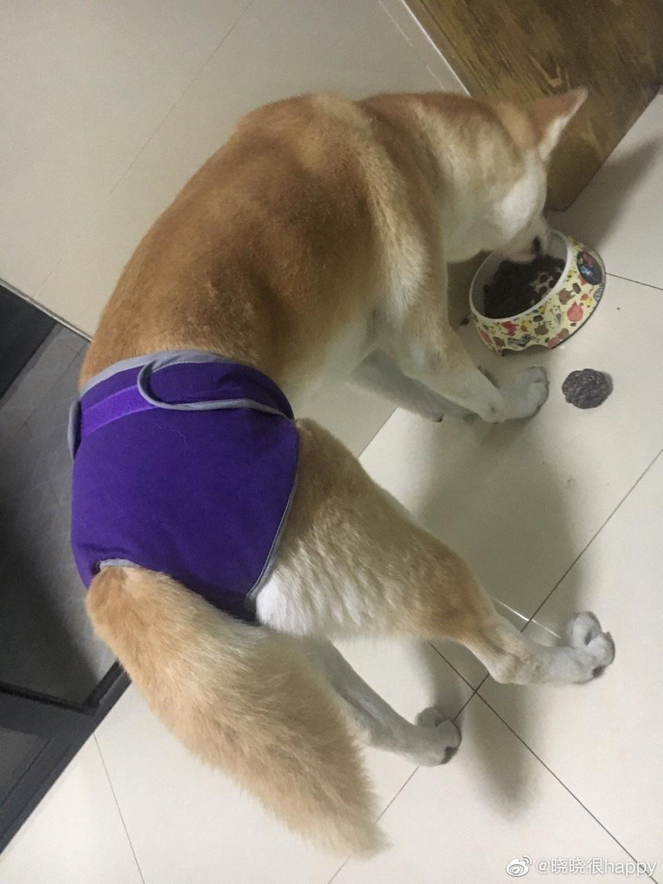 狗子来大姨妈怎么办,狗子姨妈期间如何护理