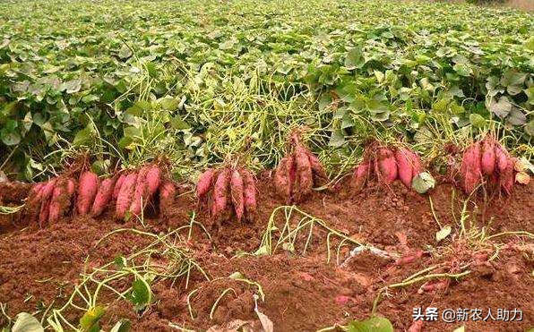 红薯象鼻虫特效药,红薯如何防止长猪儿虫