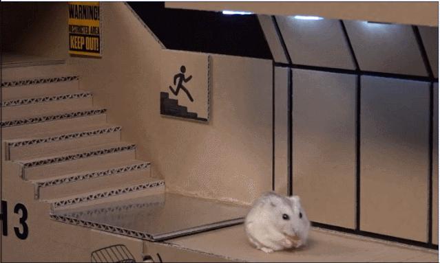 身价300万的仓鼠外网走红！住3层电梯豪宅，丰富娱乐，人不如鼠啊