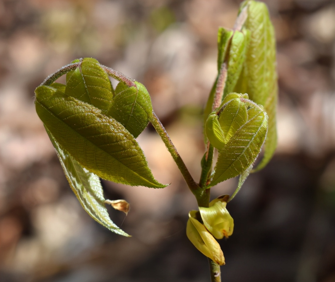 会咬人的漆树是怎样咬人的图片,漆树咬人咋预防和治疗