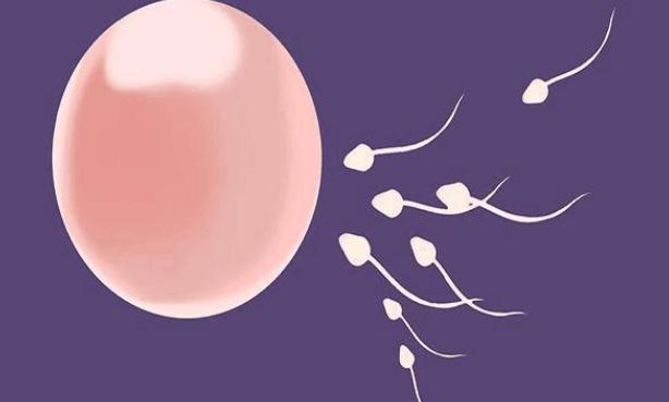 没有受孕的小蝌蚪会流出来吗,没有受孕的小蝌蚪到哪里去了